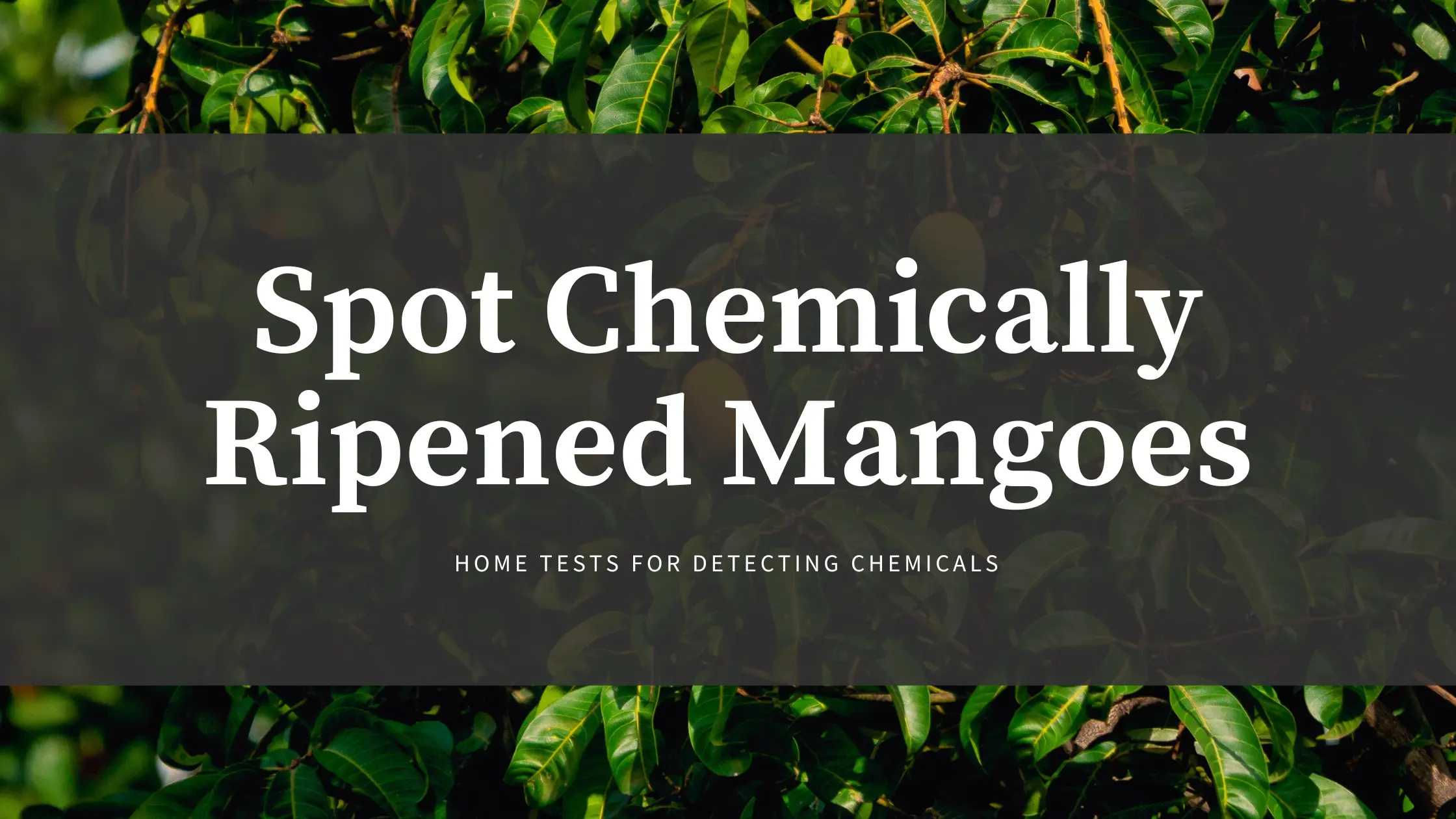 Spot chemically ripened mangoes