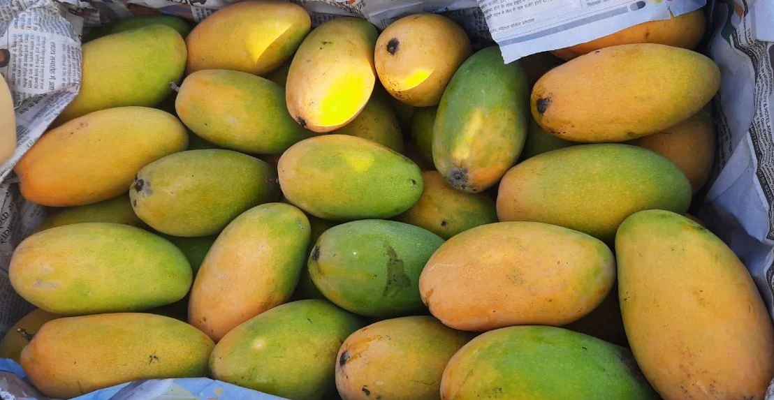 Best mango in india