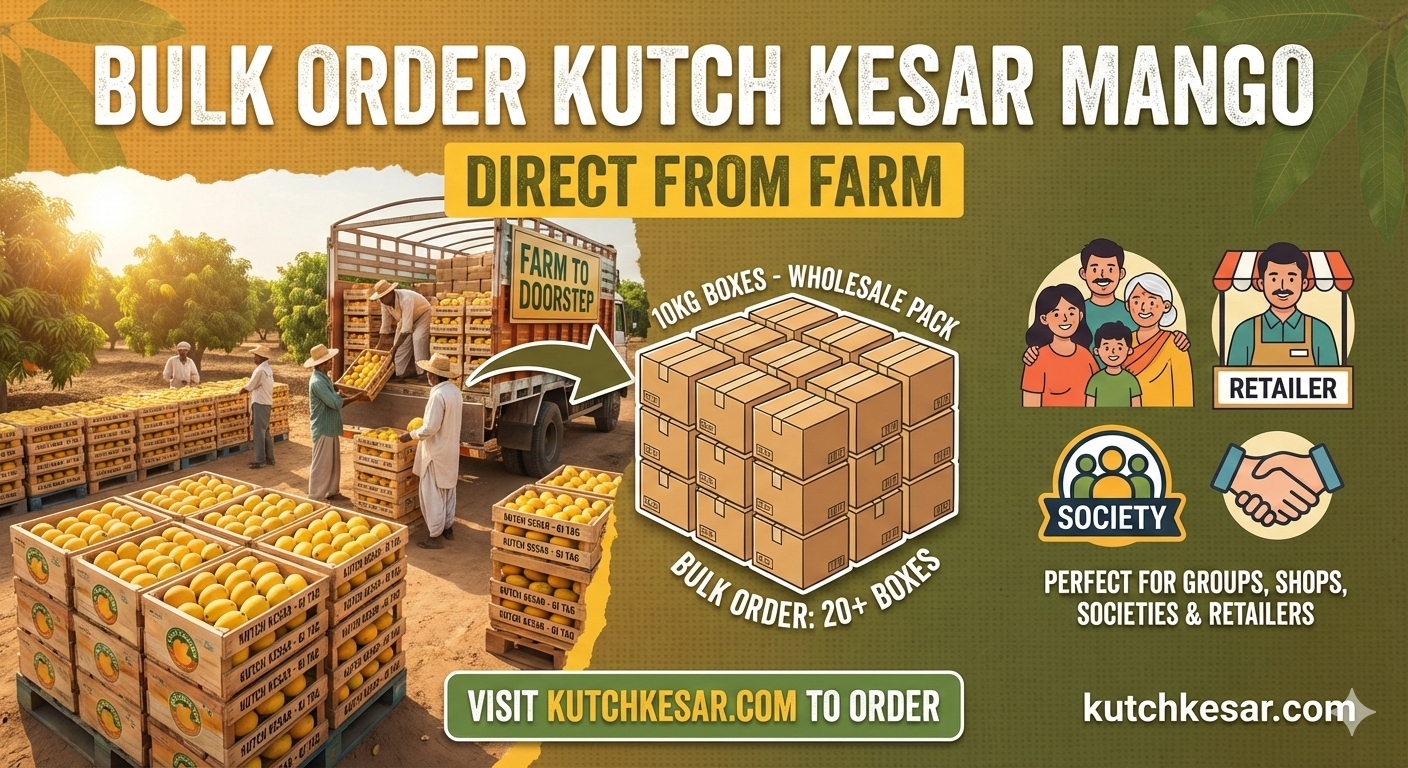 Wholesale Order Kutch Kesar Mangoes Online